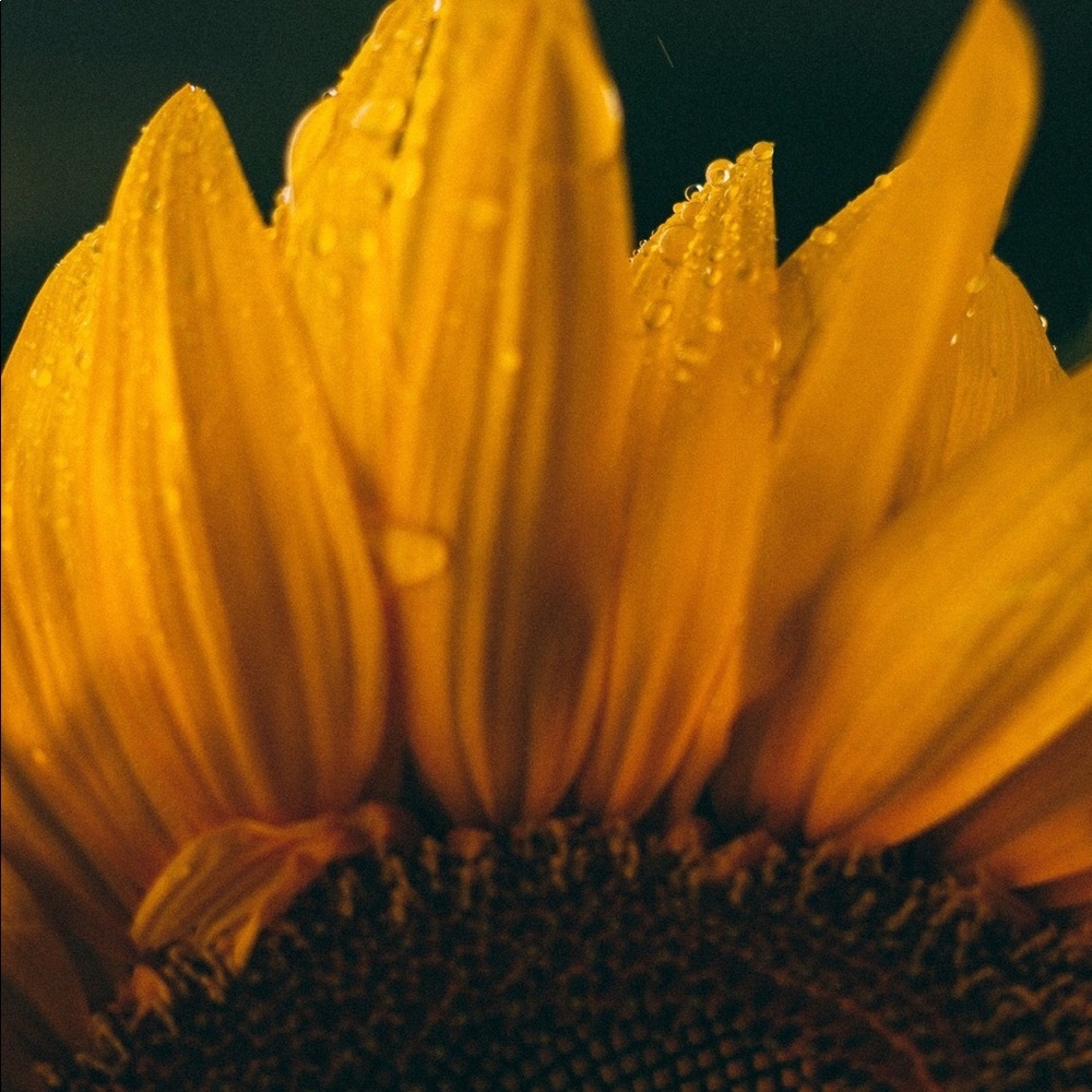 Meet your Posher, Nicolé